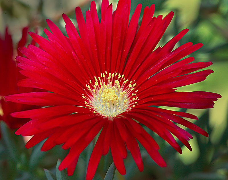 Lampranthus cv Red